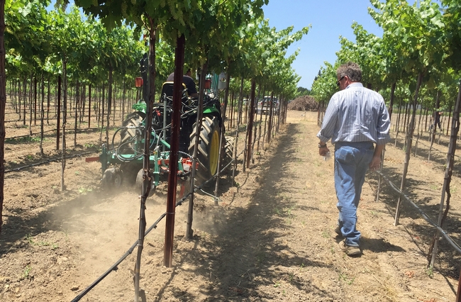 Growers Get Labor-saving Ideas at UC Grape Day