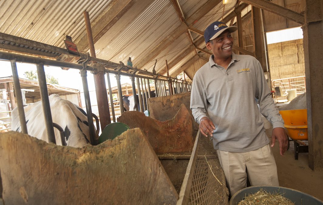 Can Seaweed Cut Methane Emissions on Dairy Farms?