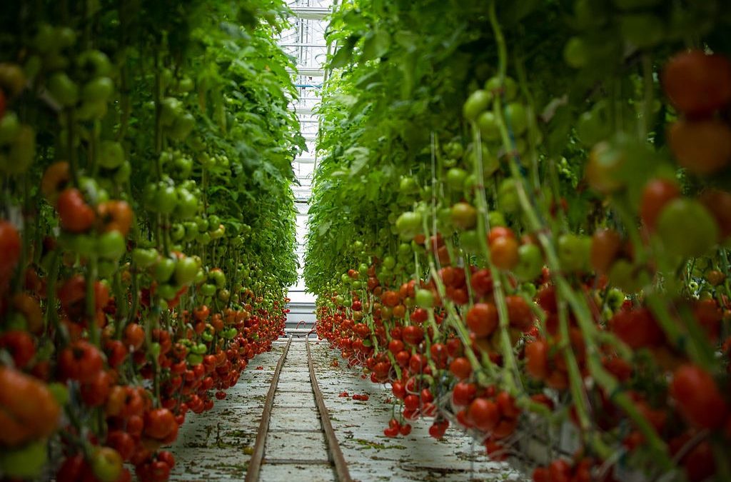 Let’s Raise the Roof for Vertical Farming and Controlled Environment Agriculture