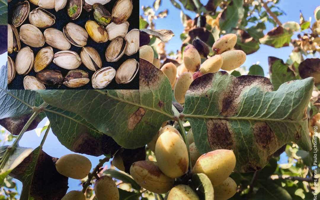 Survey of the pathogen of Alternaria late blight reveals different levels of carboxamide fungicide resistance on the main pistachio producing regions of California