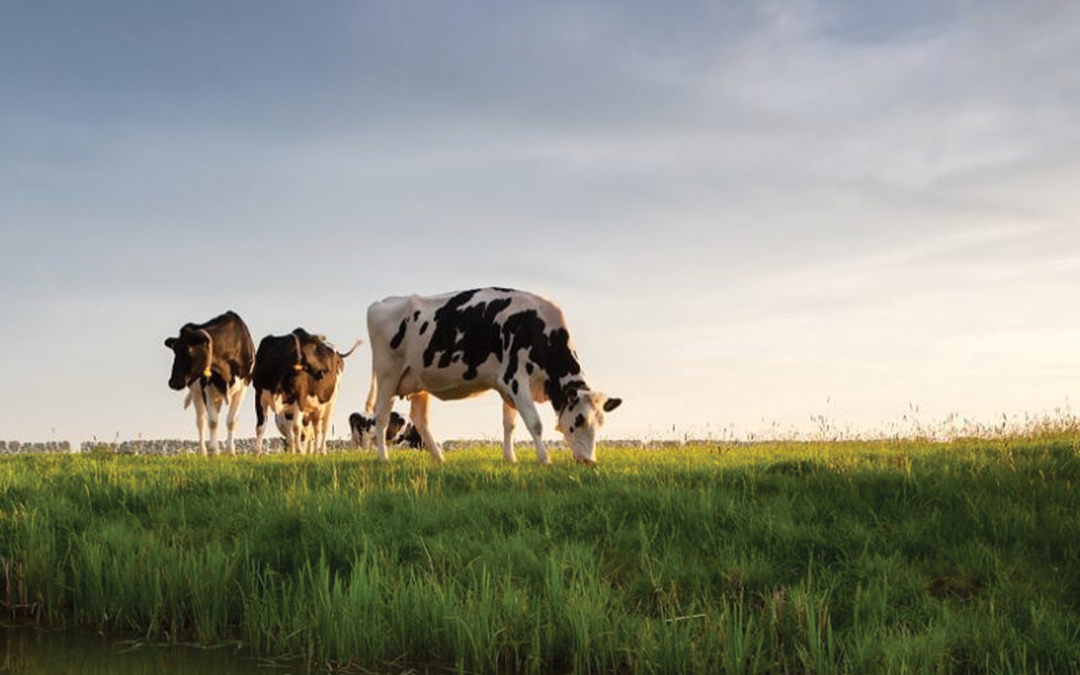 The VINE Seeks Dairy Industry Input for Sustainable Dairy Roadmap