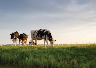 The VINE Seeks Dairy Industry Input for Sustainable Dairy Roadmap